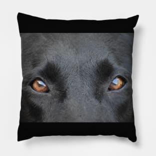 Begging Brown Eyes Pillow