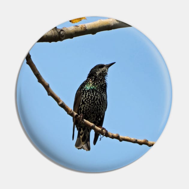 Common Starling Pin by BackyardBirder