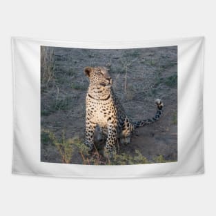 Watchful leopard cub Tapestry