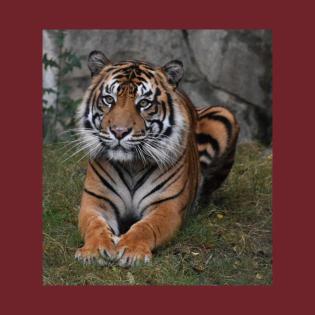 Sumatran Tiger by Sharonzoolady