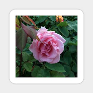 The big pink rose Magnet