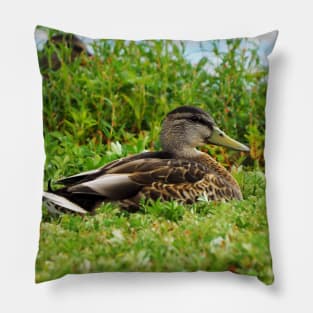 A Duck Resting In The Grass Pillow