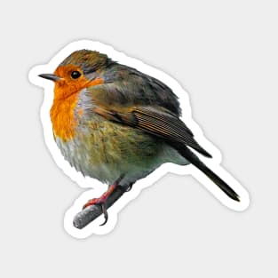 Fluffed up Robin keeping warm Magnet