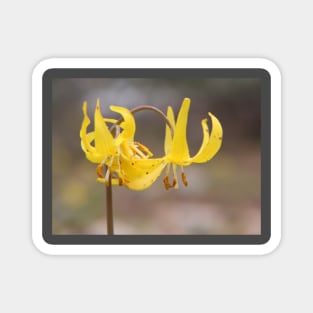 Little yellow flowers Magnet