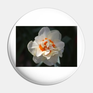 Blooming Double Daffodil Pin