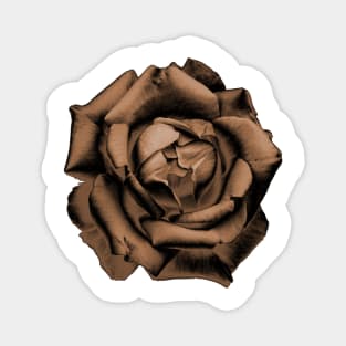 Orange Charcoal Rose Magnet