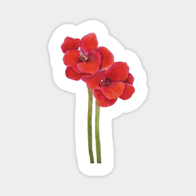 two orange Amaryllis flowers Magnet by colorandcolor
