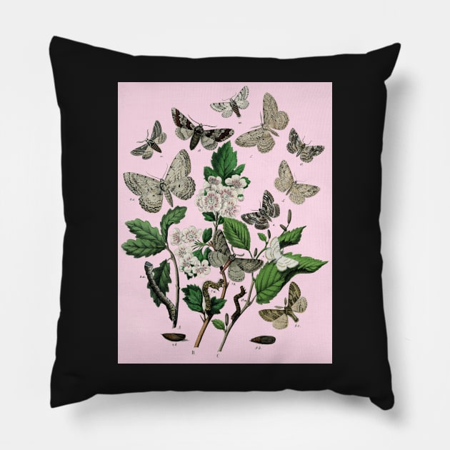 Entomologist's Moths Pillow by LochNestFarm