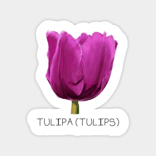 Purple Tulip Genus Print Magnet