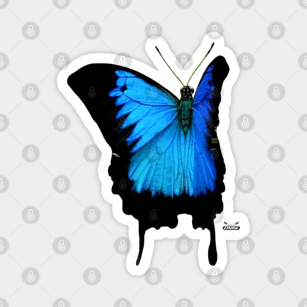 Morpho Butterfly / Swiss Artwork Photography Magnet by RaphaelWolf