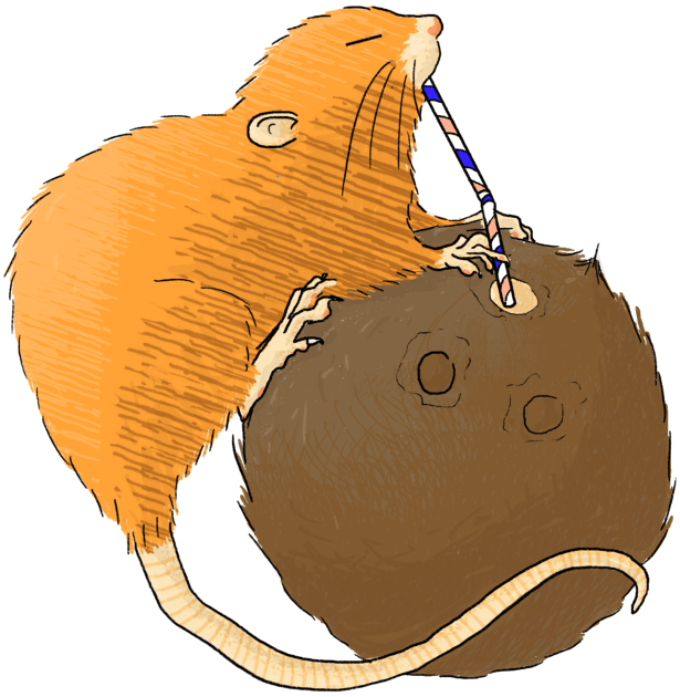 Uromys vika or Vangunu giant rat sipping a coconut Kids T-Shirt by tostoini