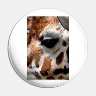 African Giraffe Amelopardalis Giraffa Pin