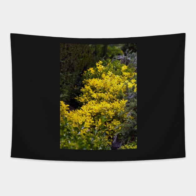 Golden euonymus shrub Tapestry by lena-maximova