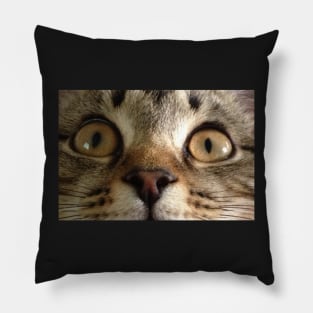 Tabby Kitten Eyes Pillow