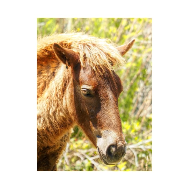 Assateague Pony Wyld Wynds Colt by Swartwout