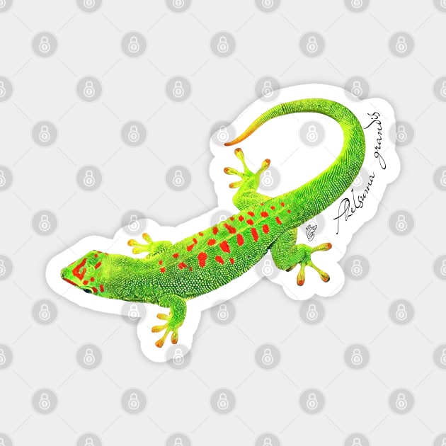 Giant day gecko with scientific name Magnet by austinmg