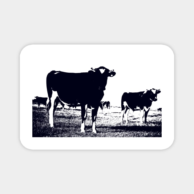 Black and white Friesian cows in field in Southland New Zealand. Magnet by brians101