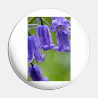Bluebells (Hyacinthoides non-scripta) (B570/1540) Pin