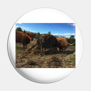 Scottish Highland Cattle Cows 2395 Pin