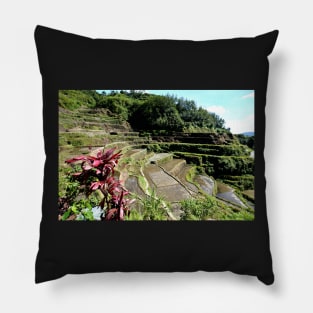 Rizières en terrasses Banaue, Philippines Pillow