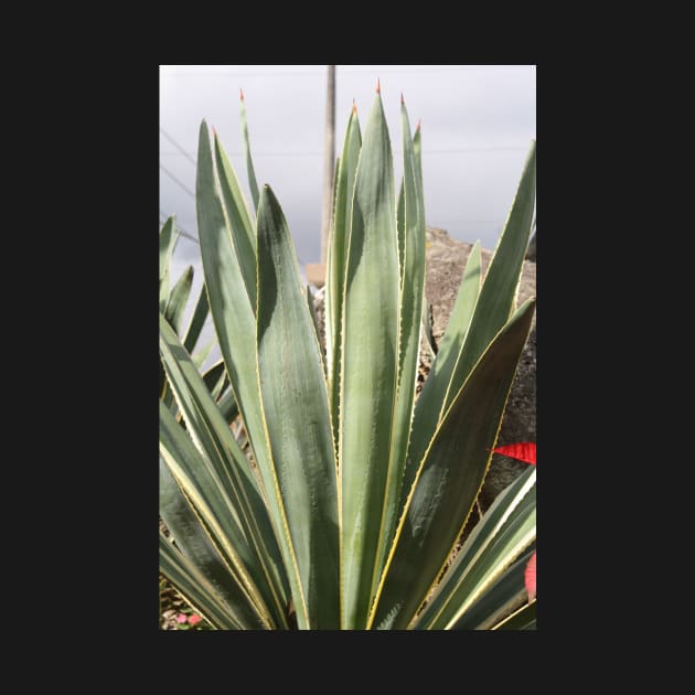 Mexican Plant by ScrambledPsychology