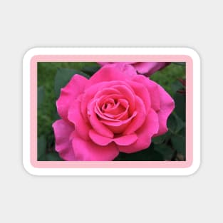 Pink Rose Magnet