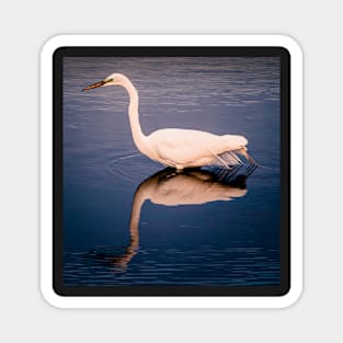 Great Egret reflection Magnet