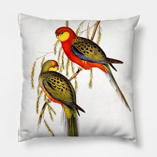 The Earl of Derby's Parrakeet Pillow