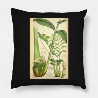 ZZ plant - botanical illustration Pillow