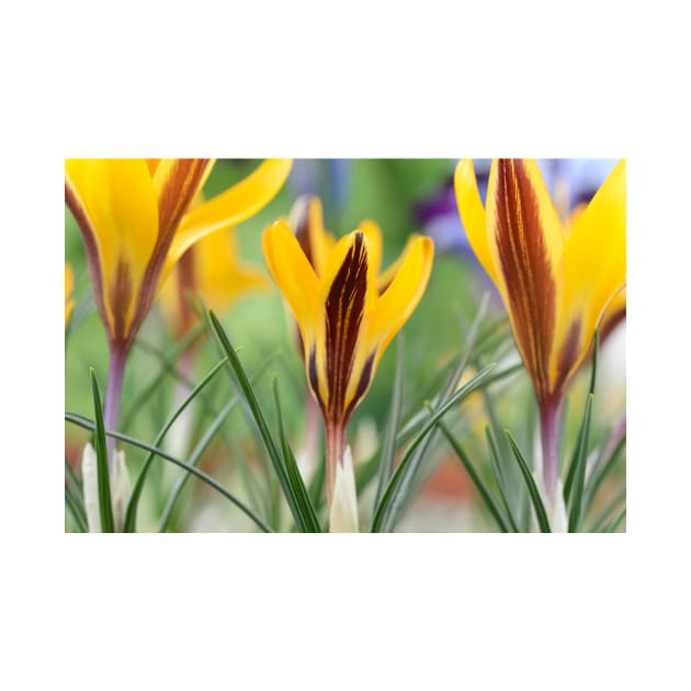 Crocus angustifolius  AGM  Cloth-of-gold crocus by chrisburrows