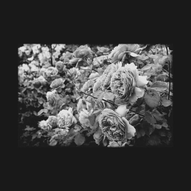 Vintage roses on a black and white film by chiaravisuals