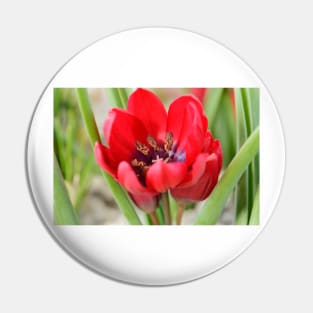 Tulipa  &#39;Lilliput&#39;  Tulip Pin