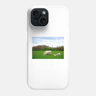 Sheep on Aughris Coastal Walk, Co. Sligo, Ireland Phone Case