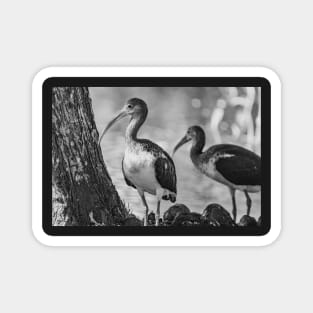 American white ibis in Gatorland black and white Magnet