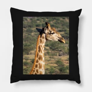 Giraffe in the wild. Pillow