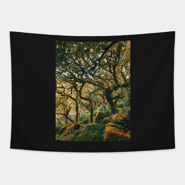 Ancient Forest Tapestry by visualspectrum