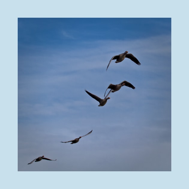 Greylag Geese in flight by Violaman