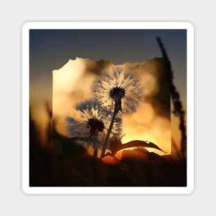 Dandelion Flowers Theme Magnet