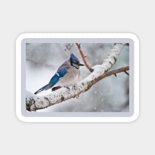 BlueJay In Winter Magnet