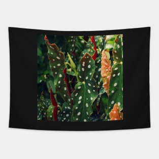 Begonia Polka Dot Plant in garden Tapestry