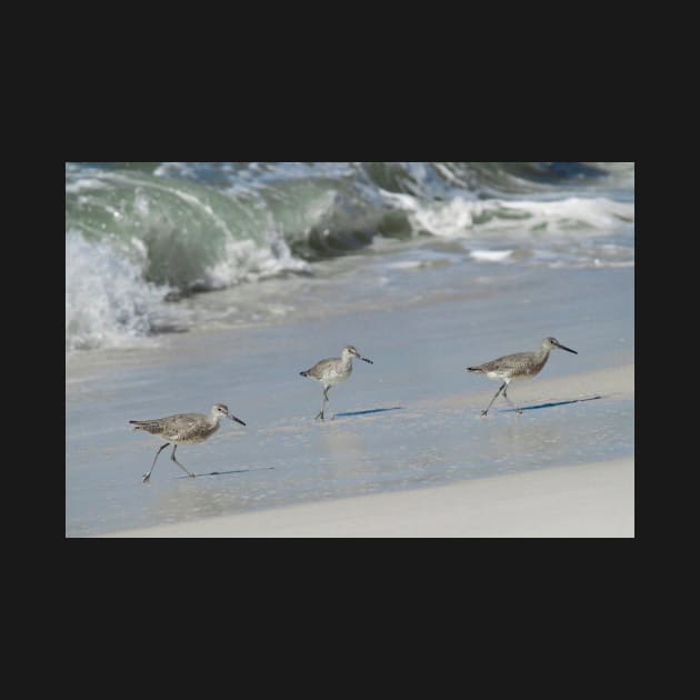 Three Willets by Jacquelie