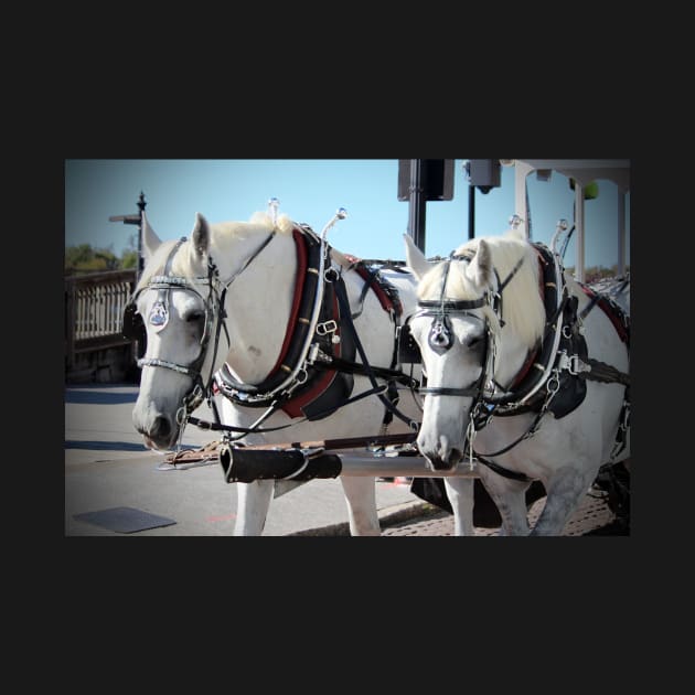 Percheron Draft Horses by Cynthia48