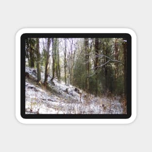 Snowy Sunlit Forest Glade Magnet