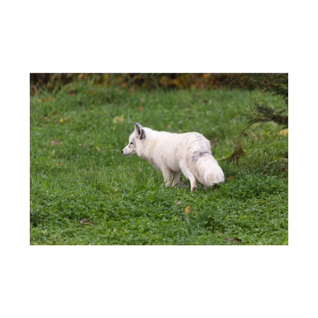 Arctic Fox by josefpittner