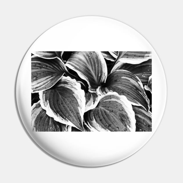 Hosta Leaves In The Rain 3 Pin by Robert Alsop