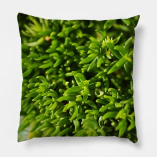 Going Green Cactus Pillow