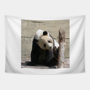 Panda 001 Tapestry