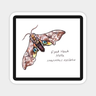 Eyed Hawk Moth drawing Magnet