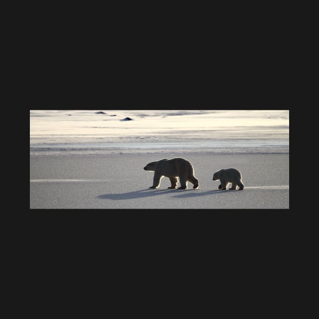 Silver Glow Panorama. Polar Bears at Sundown, Churchill, Canada by Carole-Anne