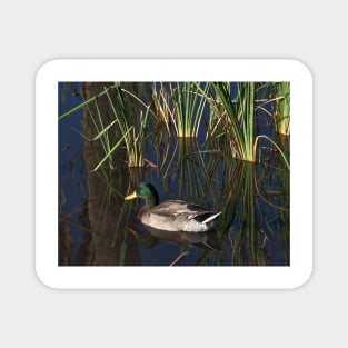 The Duck On The Pond At Papago Park Magnet